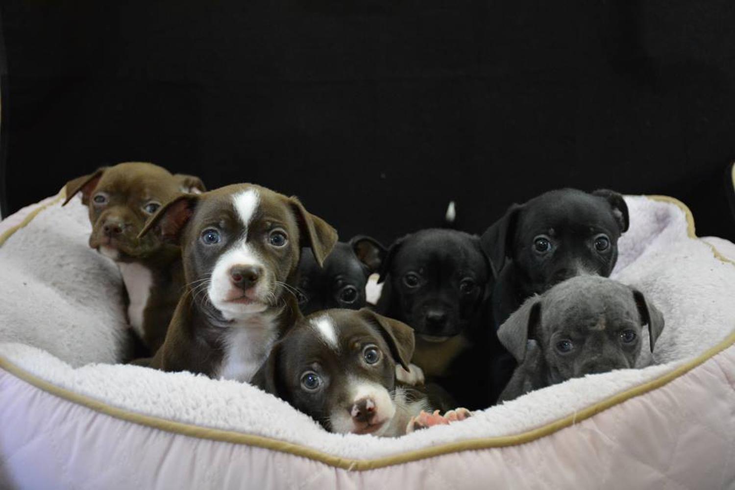 Stepping Stones Canine Rescue 0