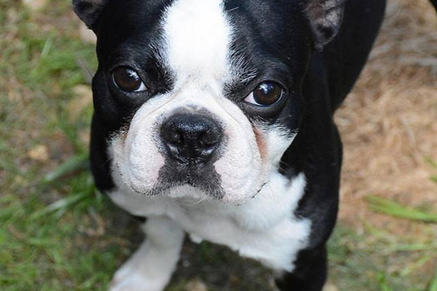 Stepping Stones Canine Rescue 4