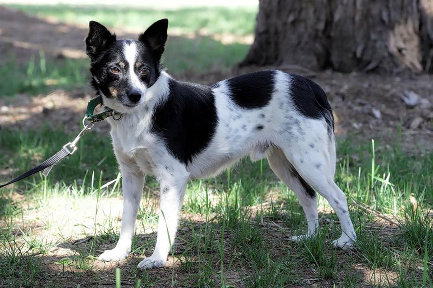 Stepping Stones Canine Rescue 3