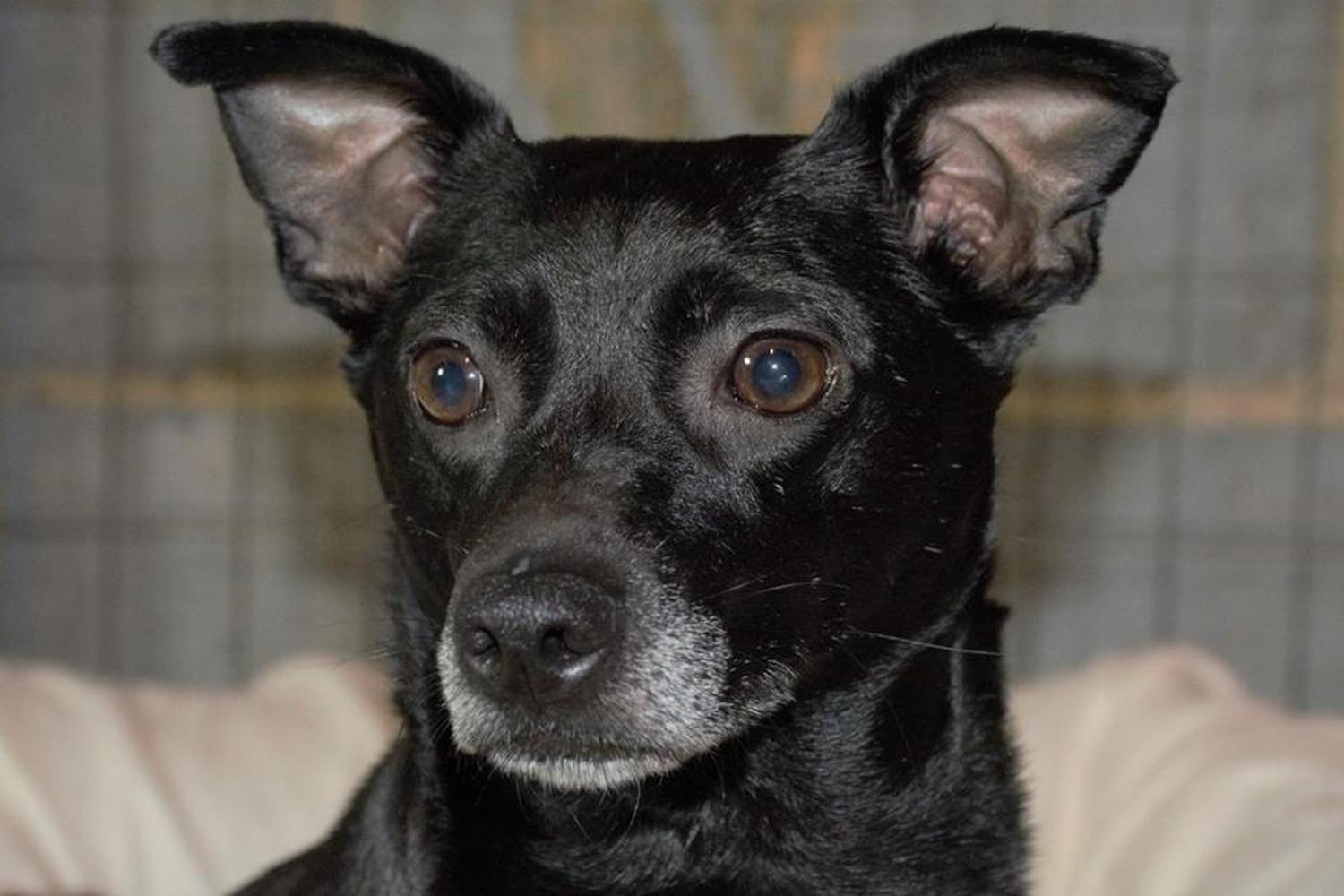 Stepping Stones Canine Rescue 5