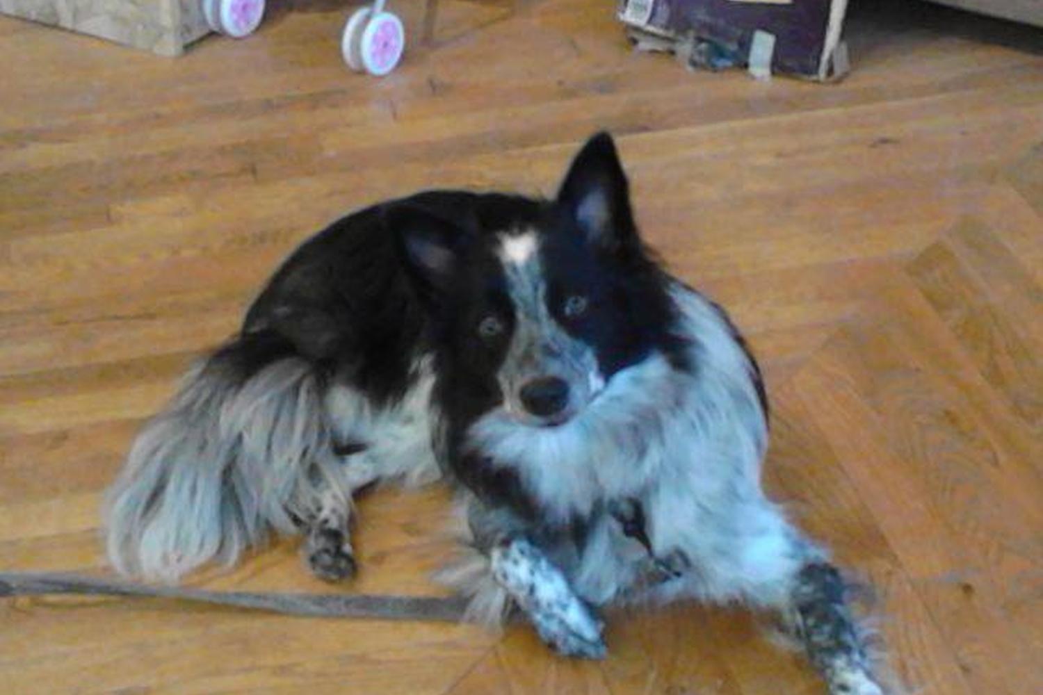 Rainbow Cove Rescue 5