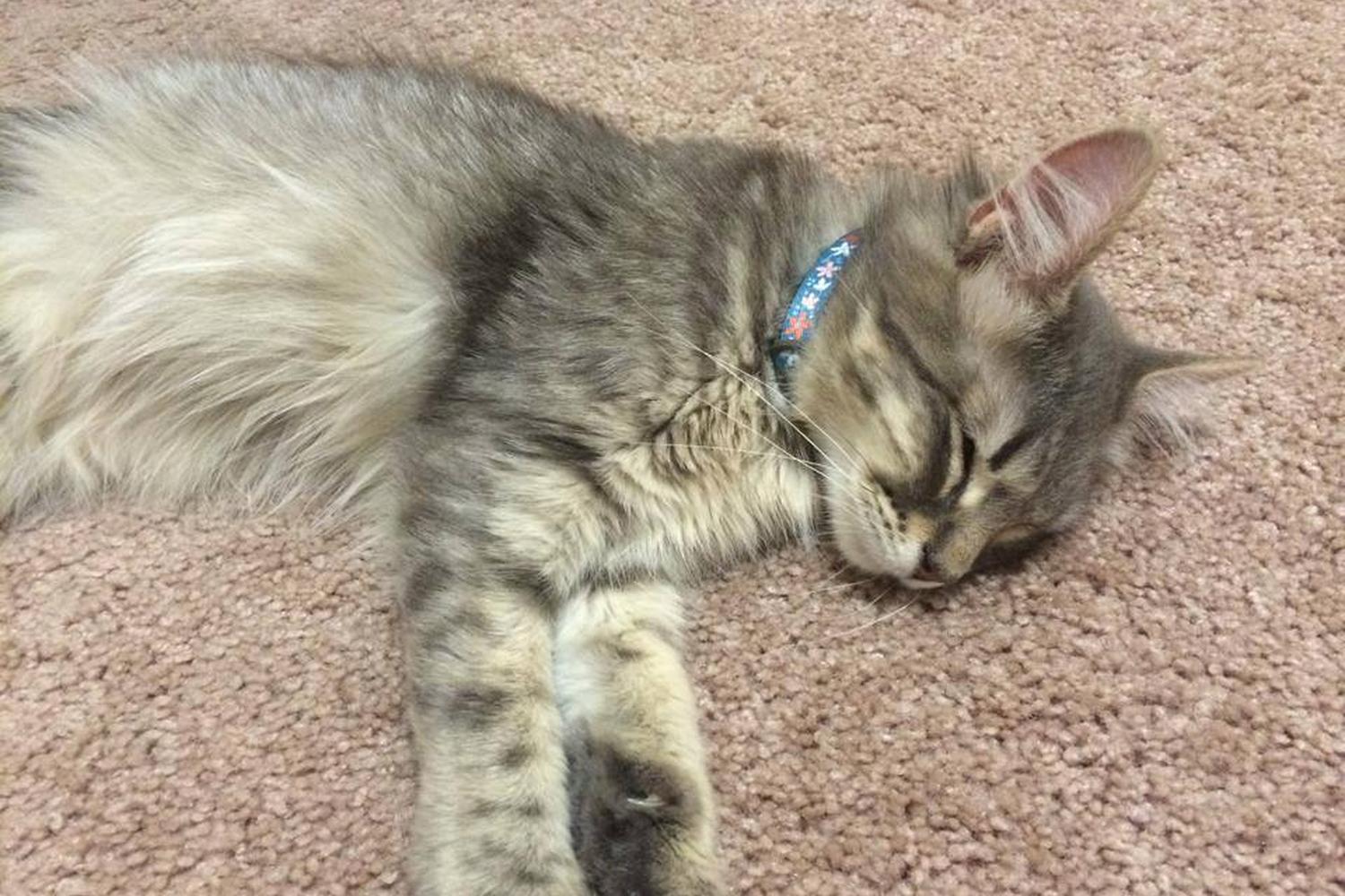 Rainbow Cove Rescue 0