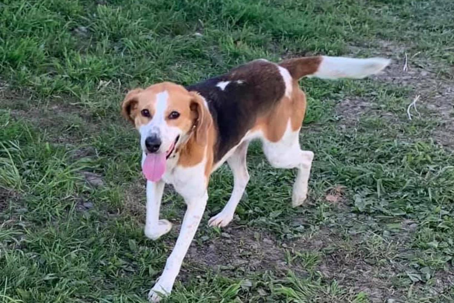 Gracious Friends Animal Sanctuary 5