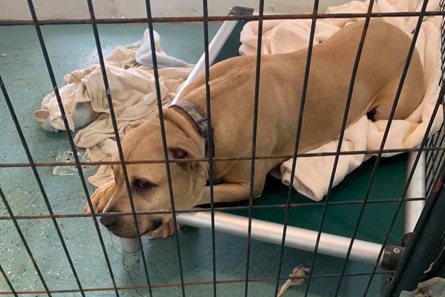 Gracious Friends Animal Sanctuary 3