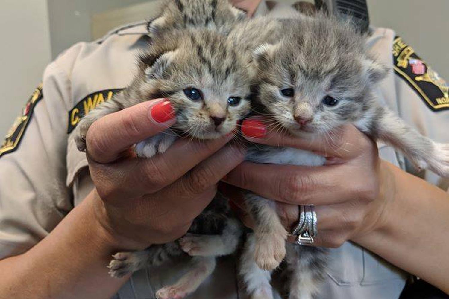 Union County Animal Shelter 1