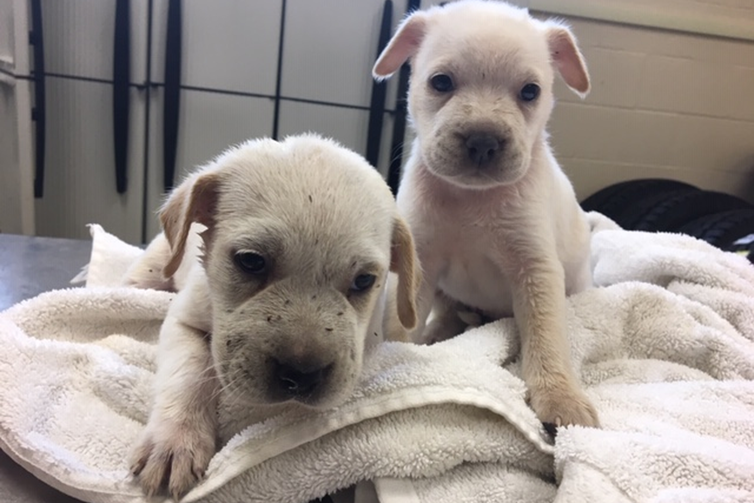 Union County Animal Shelter 3