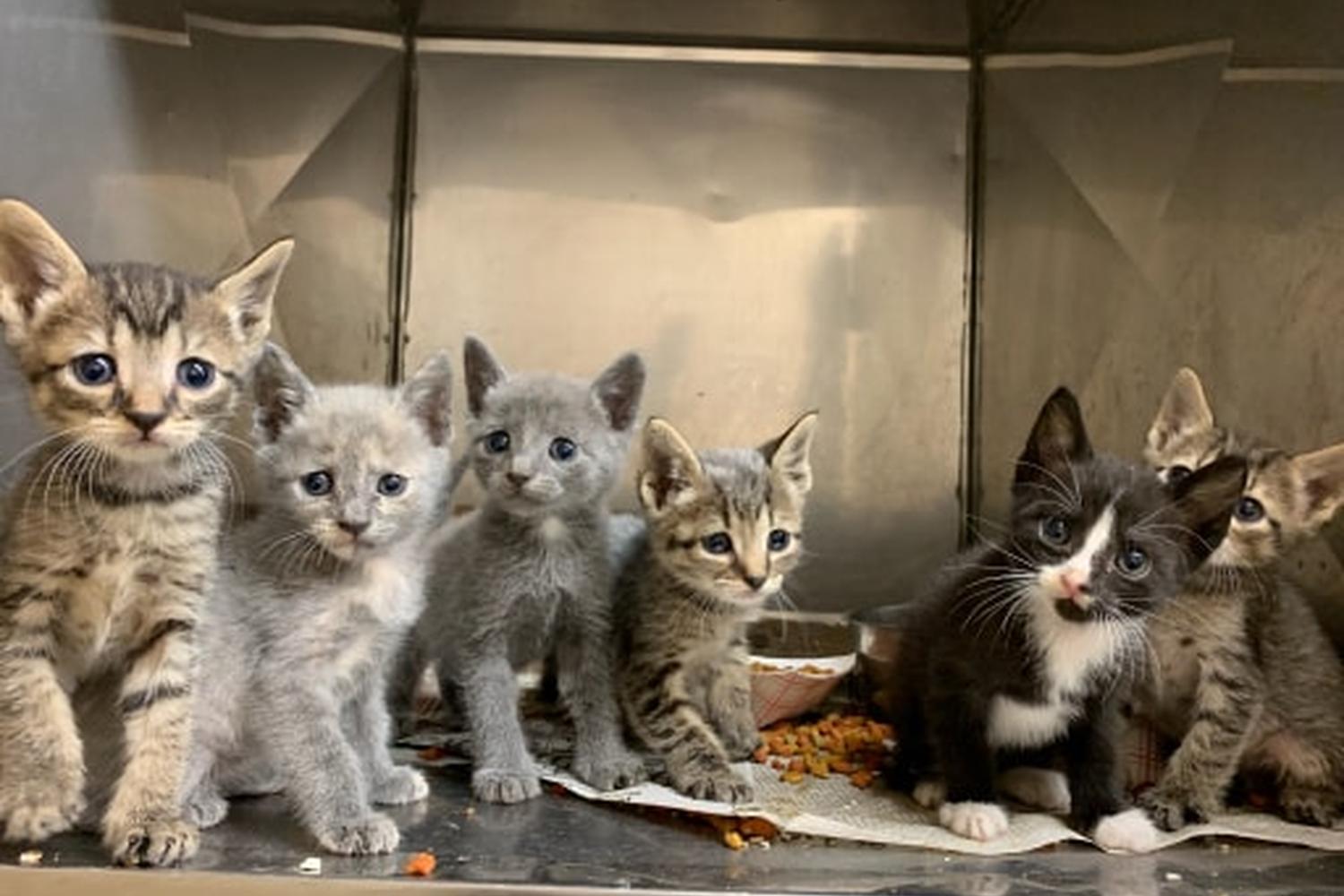 Union County Animal Shelter 0