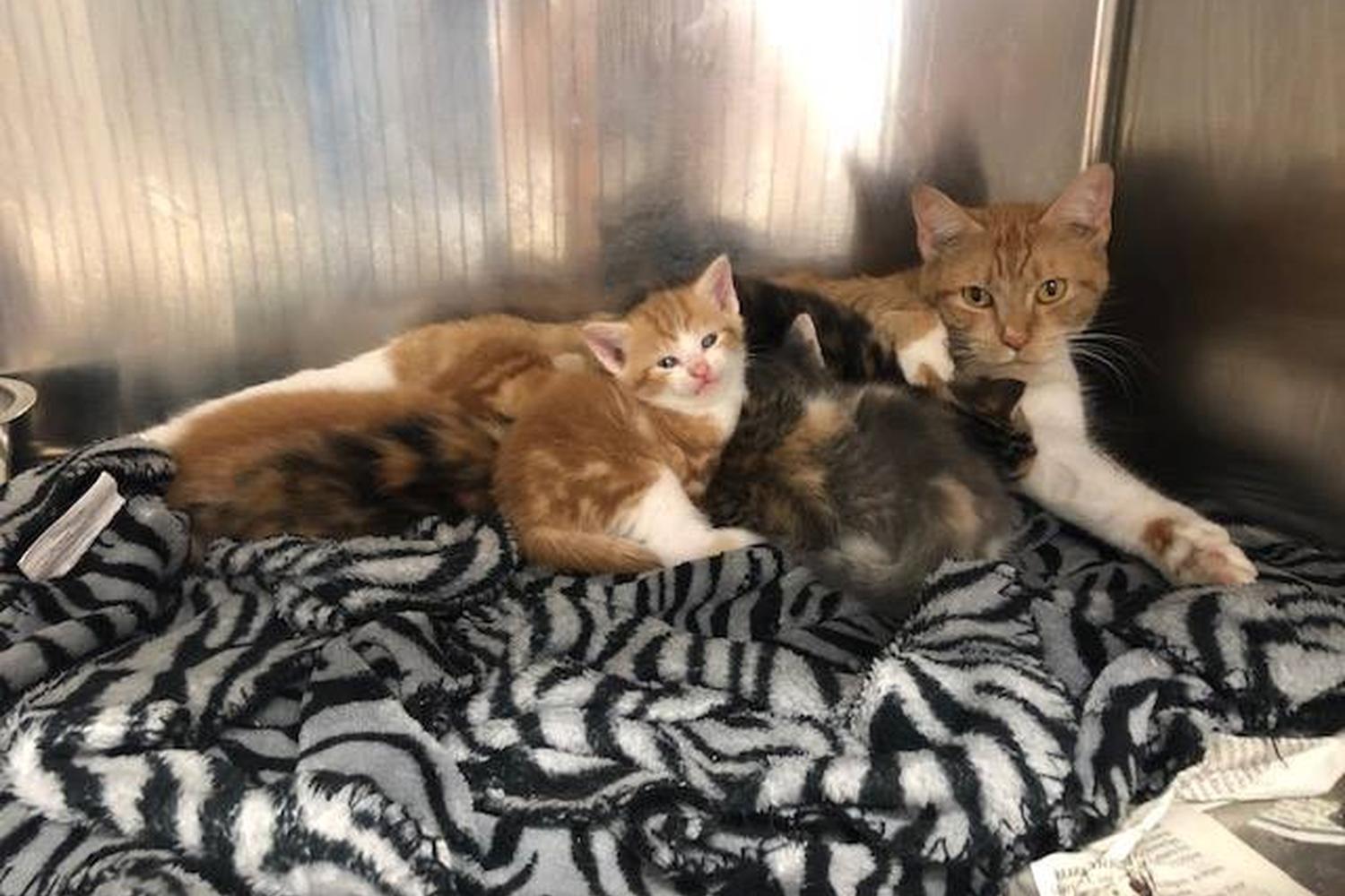 J.B. Ogle Animal Shelter 6