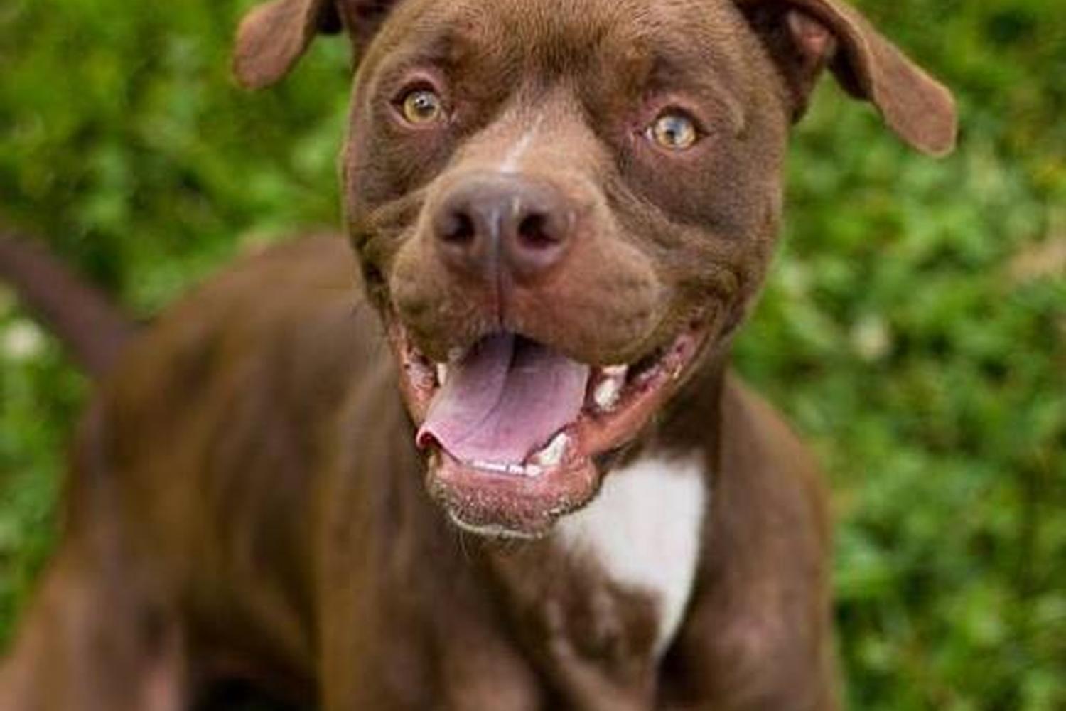 J.B. Ogle Animal Shelter 5