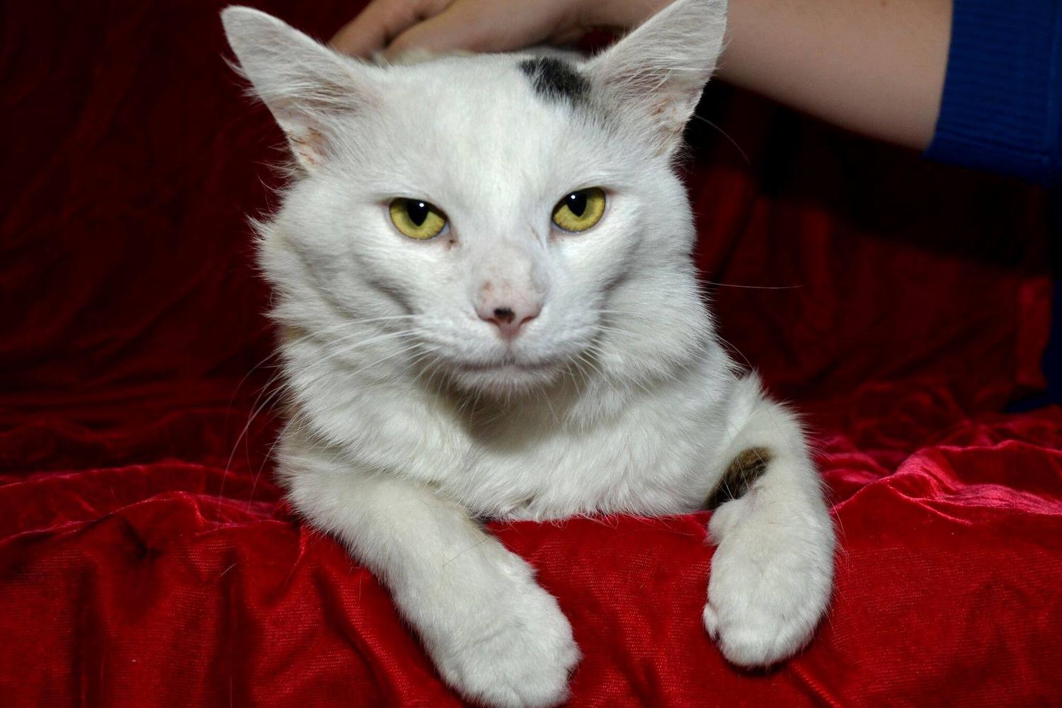 J.B. Ogle Animal Shelter 3