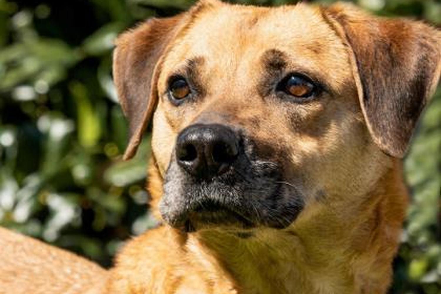 Spartanburg Humane Society 4