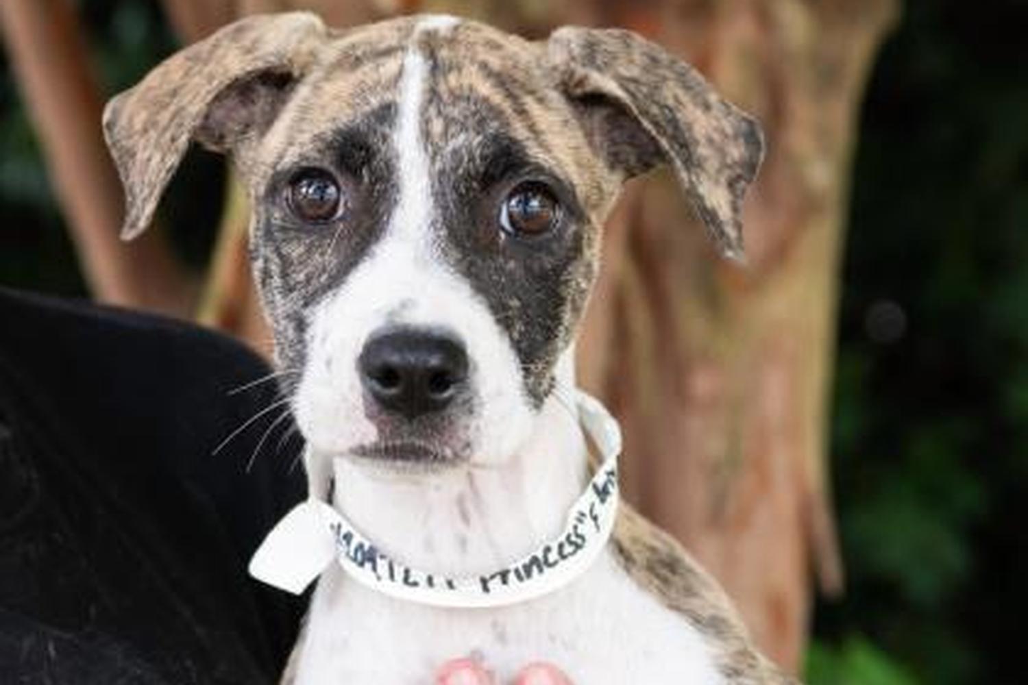 Spartanburg Humane Society 1