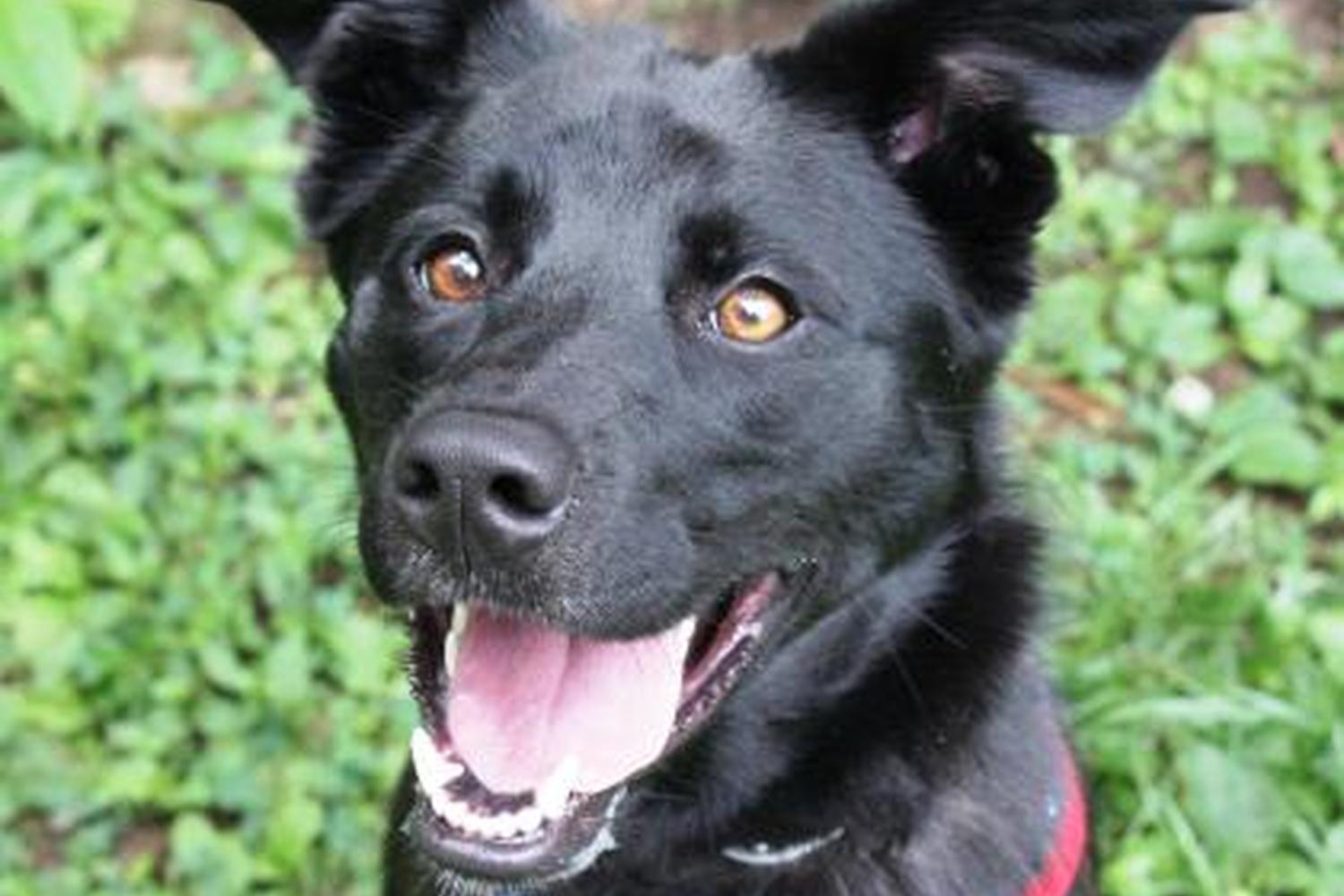 Spartanburg Humane Society 2
