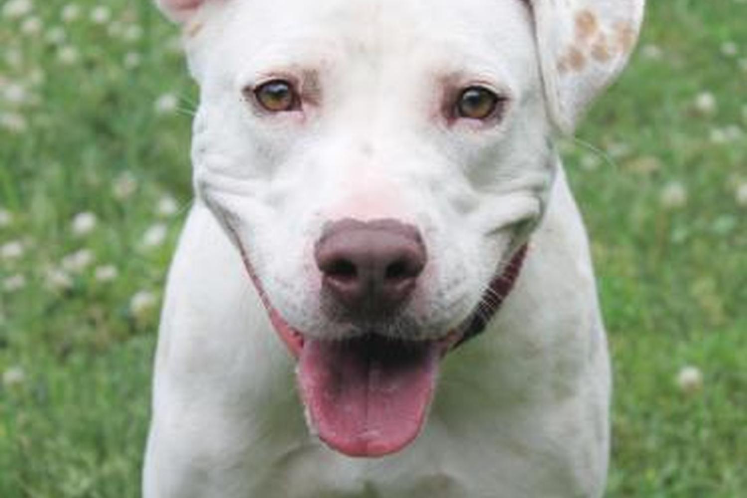 Spartanburg Humane Society 3