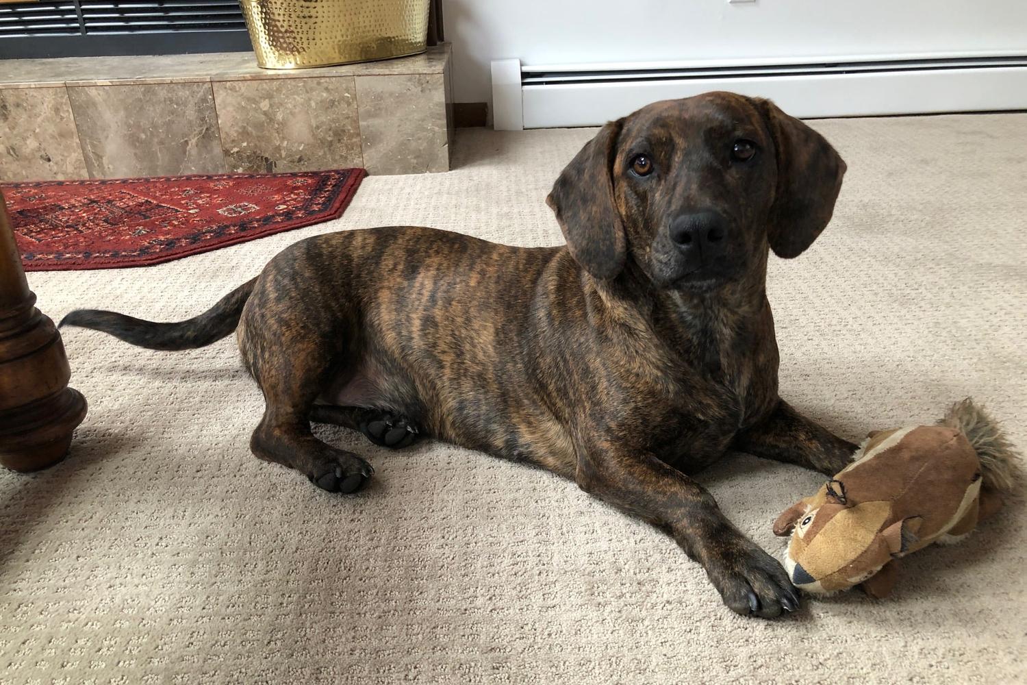 Paws Crossed Animal Rescue 1