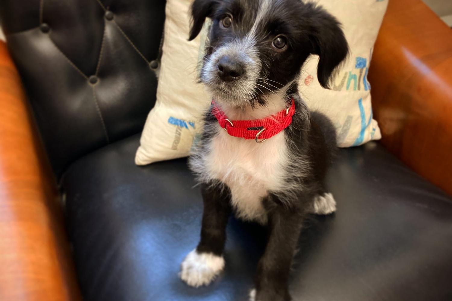 Paws Crossed Animal Rescue 3