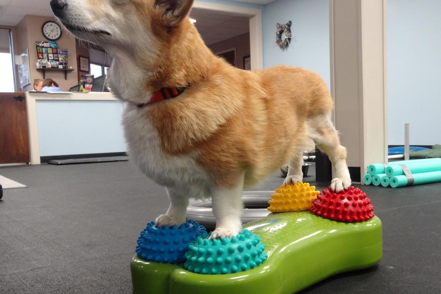 Last Chance Animal Rescue 3