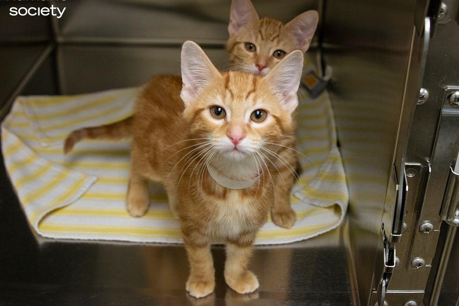 Animal Humane Society 1