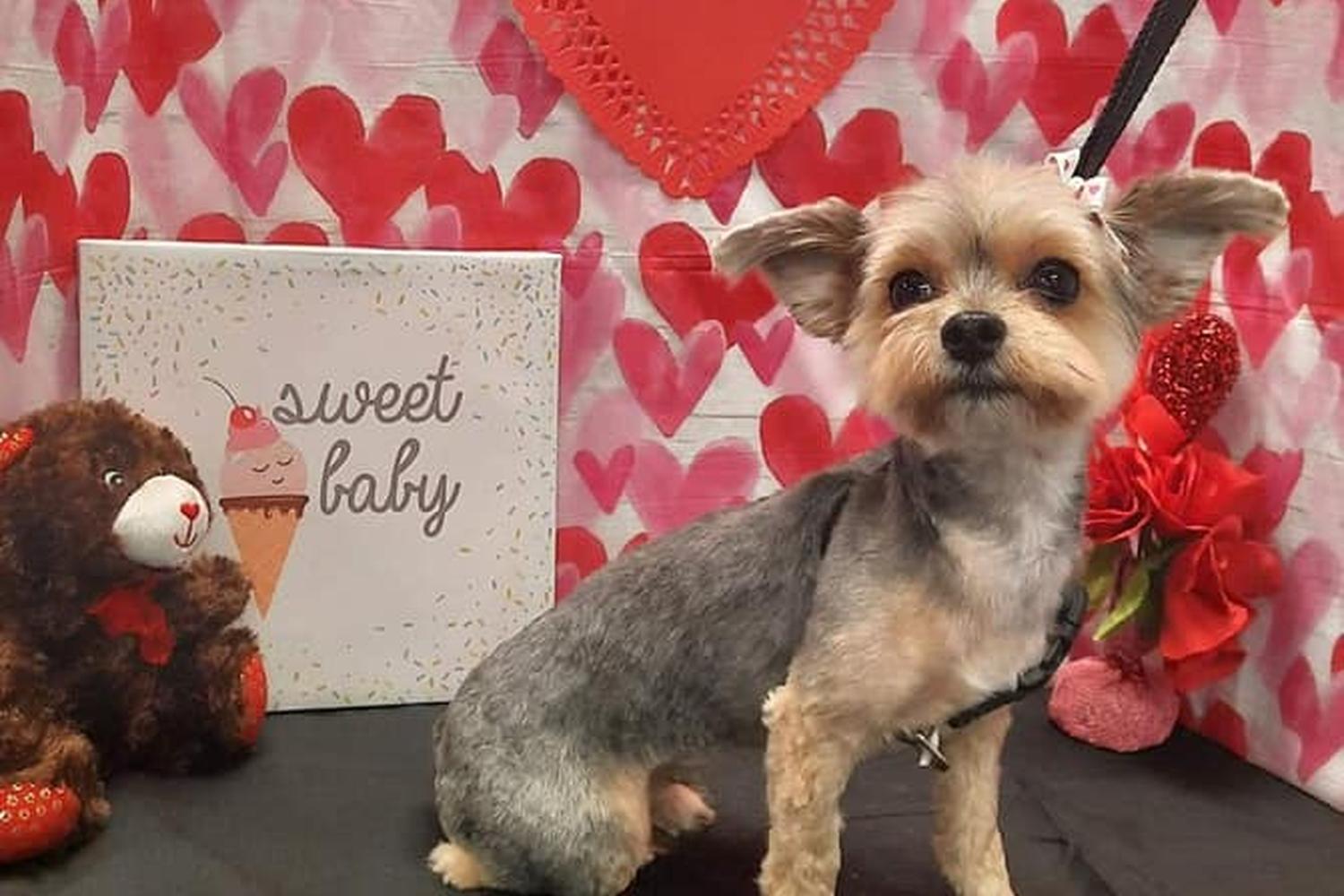 Katie's Dog Grooming Services 4
