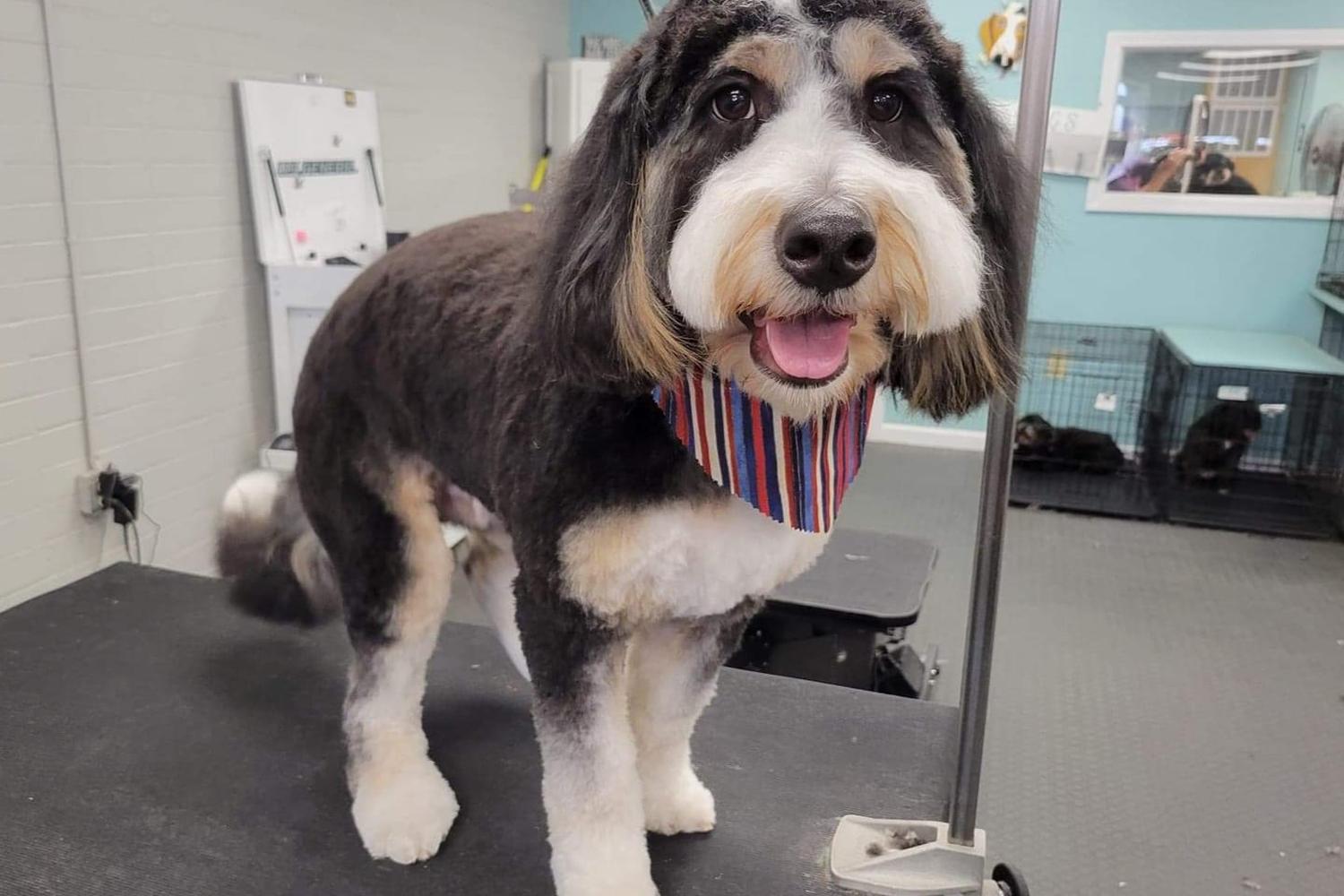 Katie's Dog Grooming Services 2