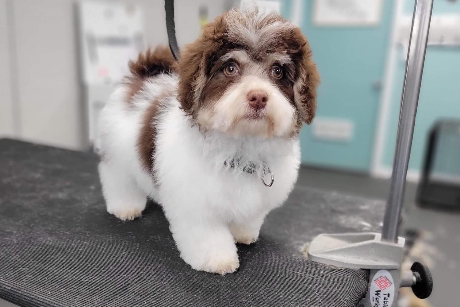 Katie's Dog Grooming Services 0
