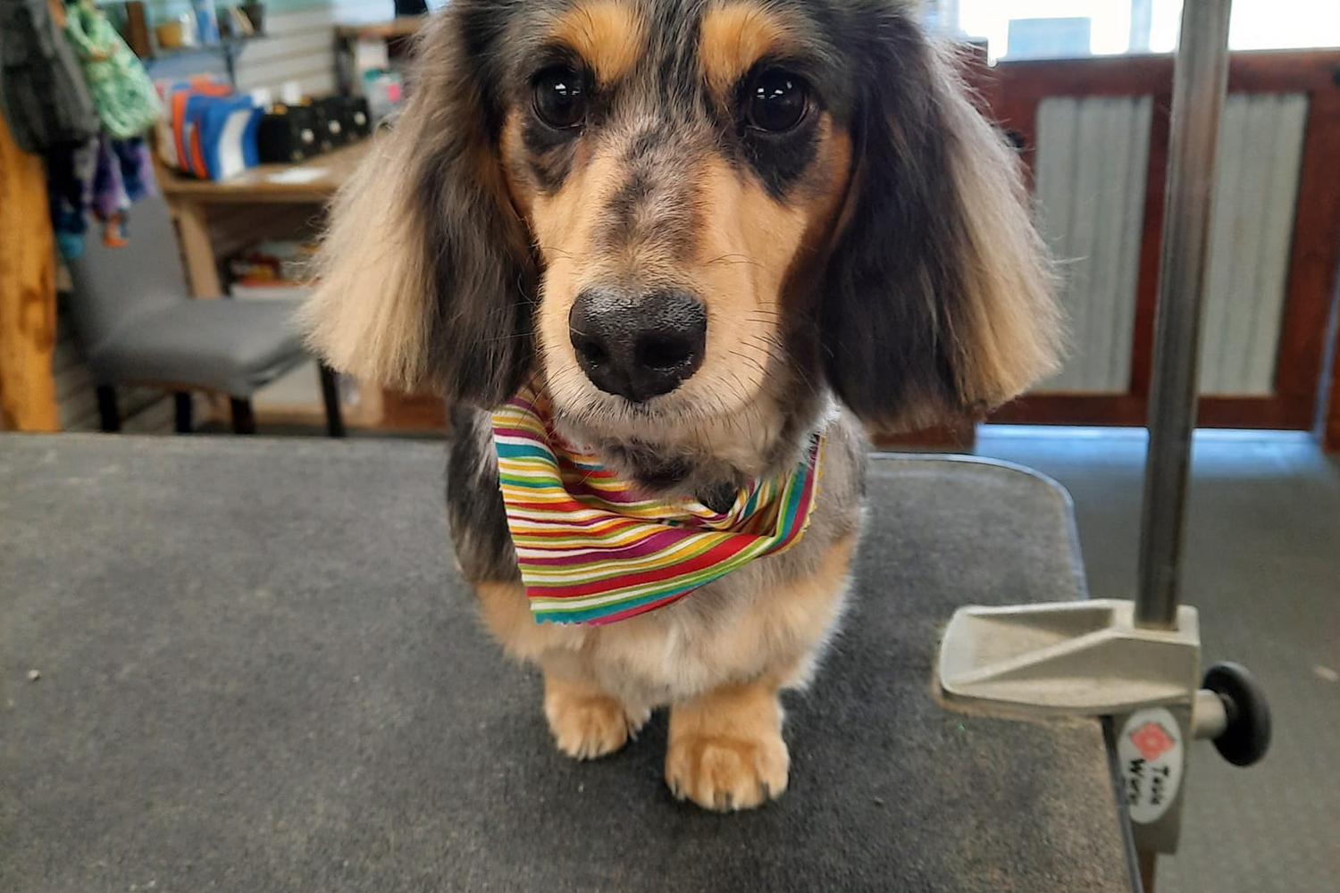Katie's Dog Grooming Services 1