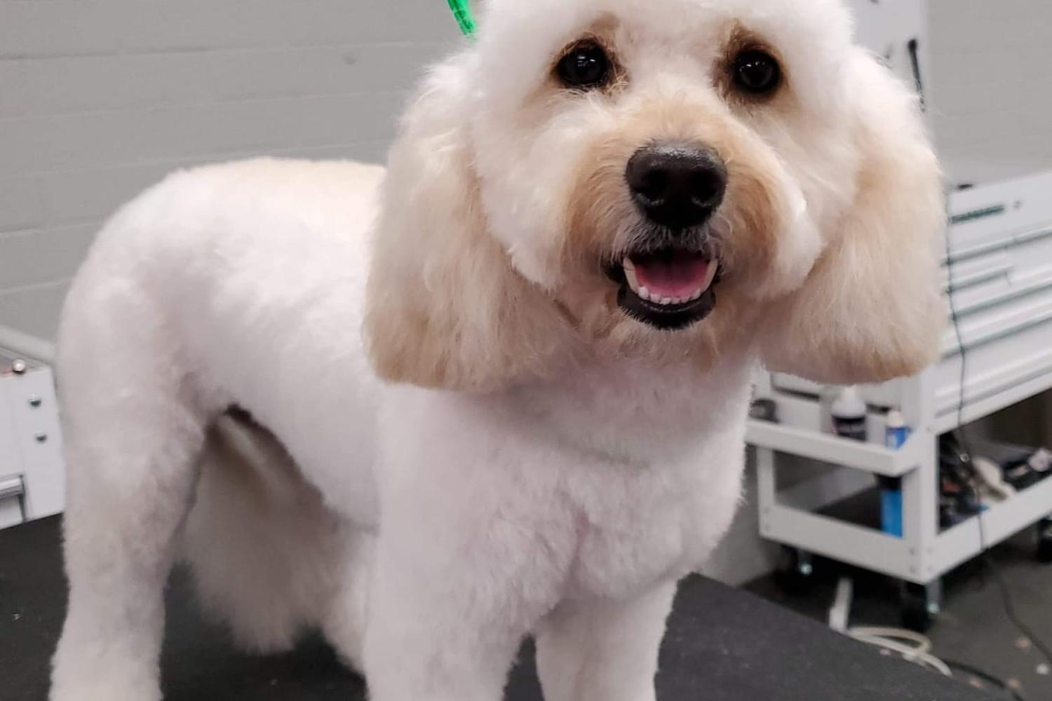 Katie's Dog Grooming Services 5