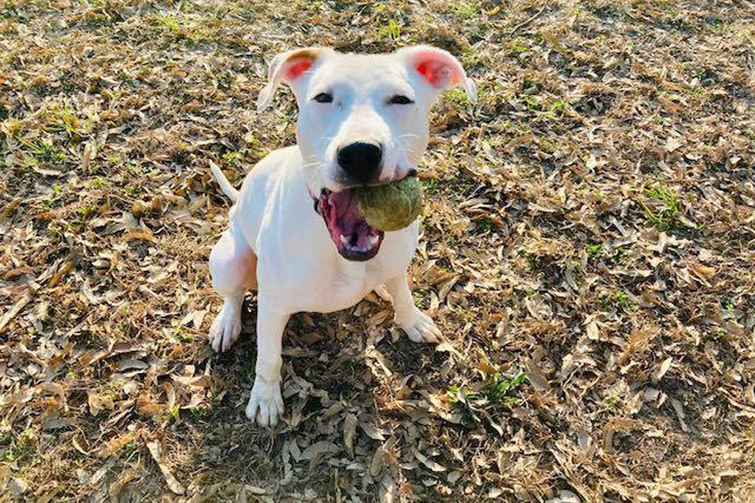 Wayside Waifs 0