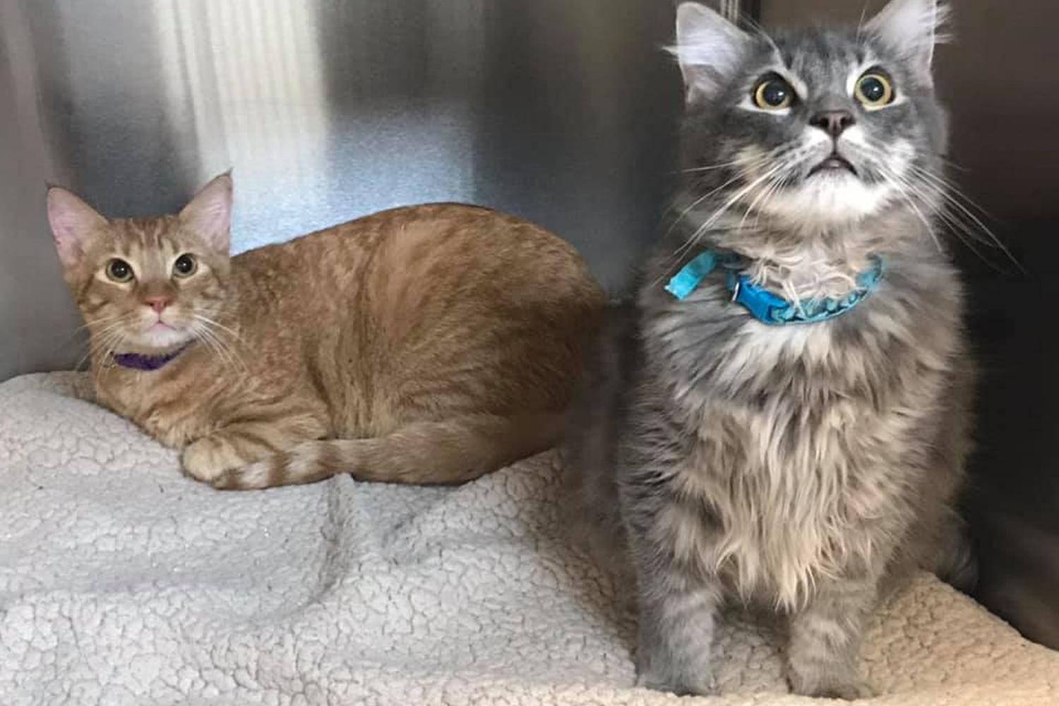 Safe Animal Shelter 1