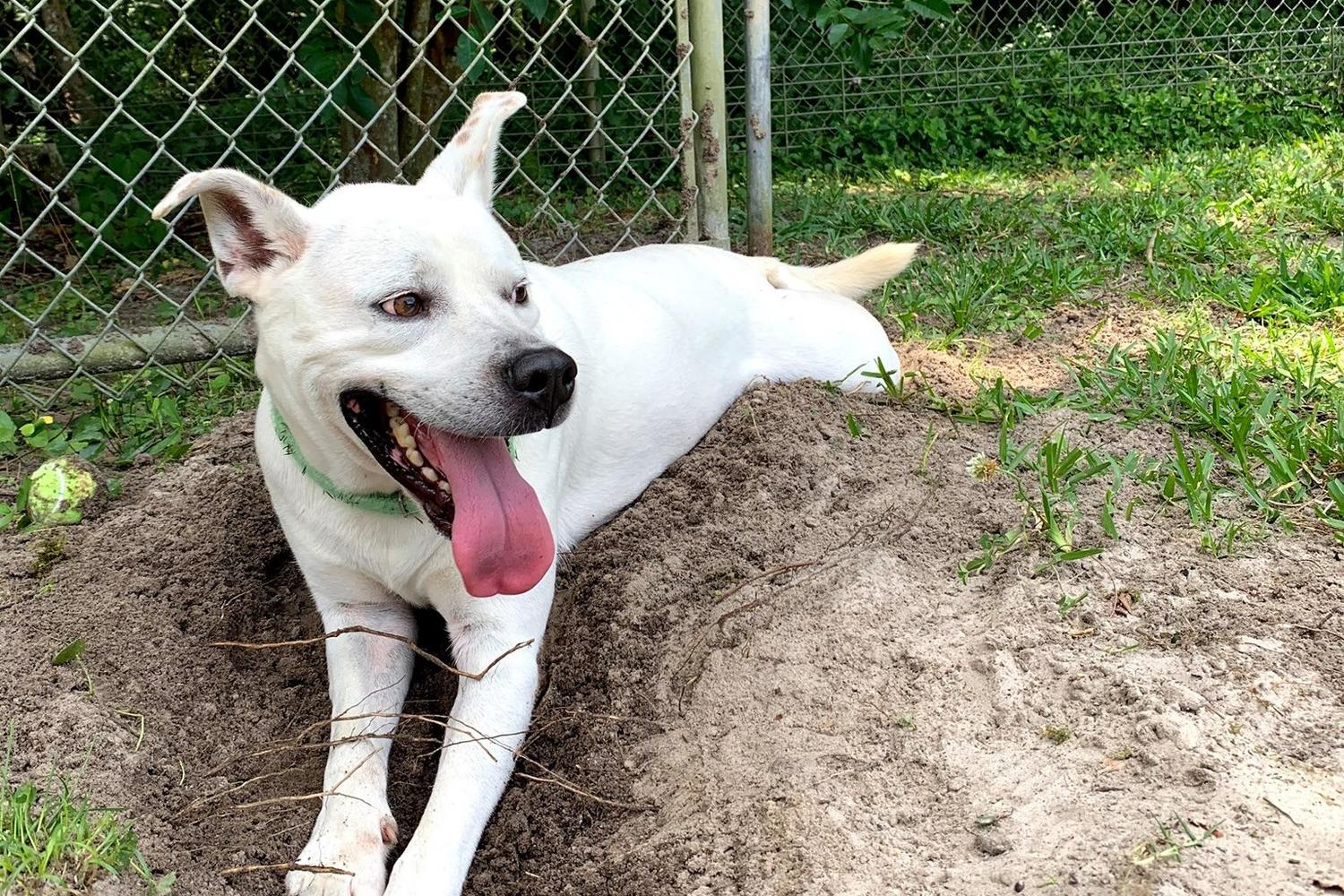Safe Animal Shelter 0