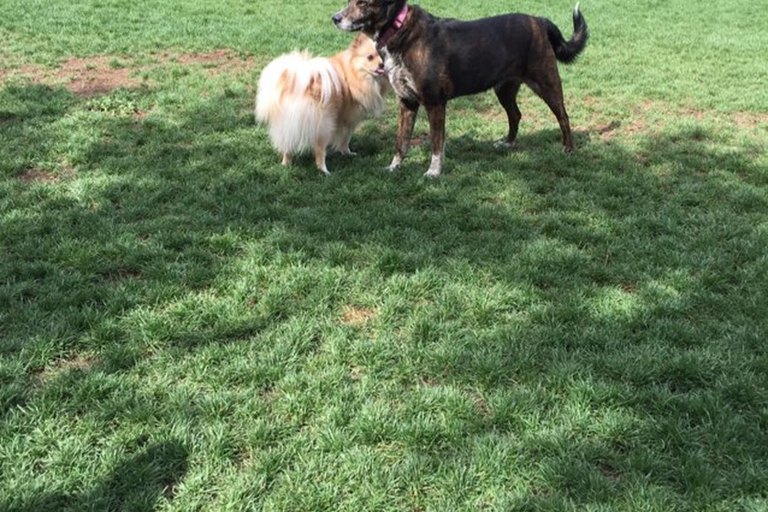 Woodglen Vista Dog Park 4