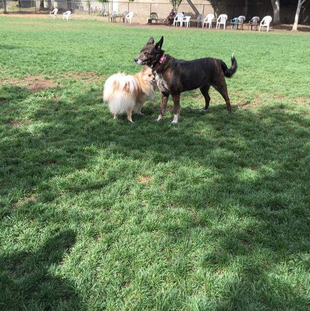 Woodglen Vista Dog Park 6