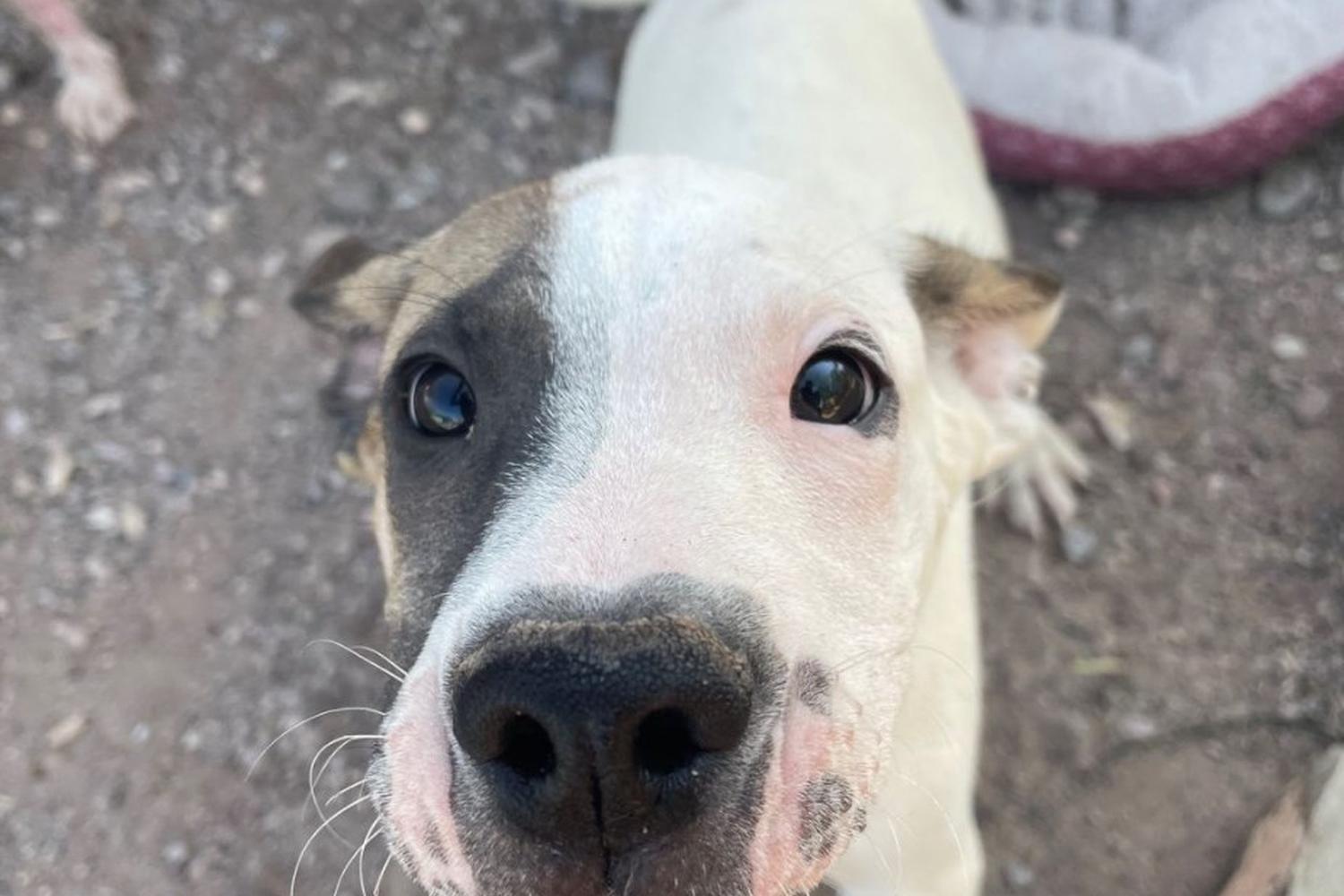 Desert Haven Animal Refuge - Sierra County Humane Society 2