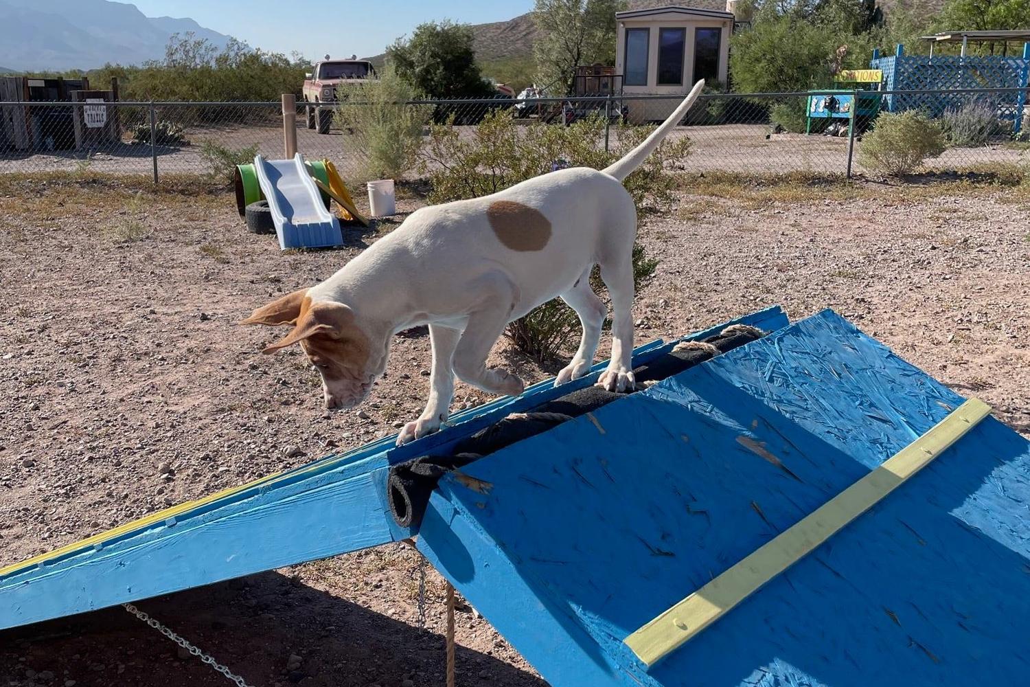 Desert Haven Animal Refuge - Sierra County Humane Society 1