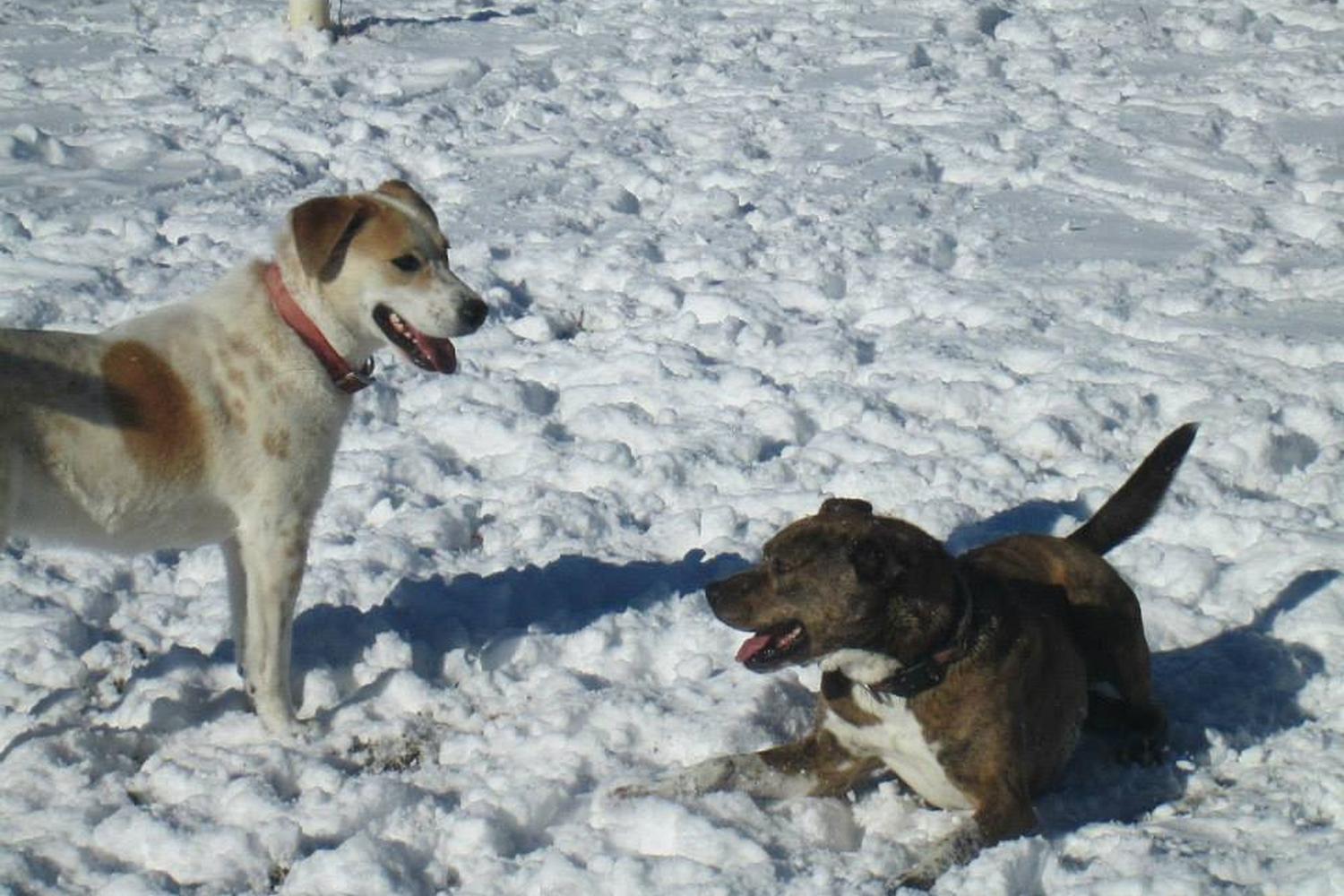 Stray Hearts Taos Animal Shelter 0