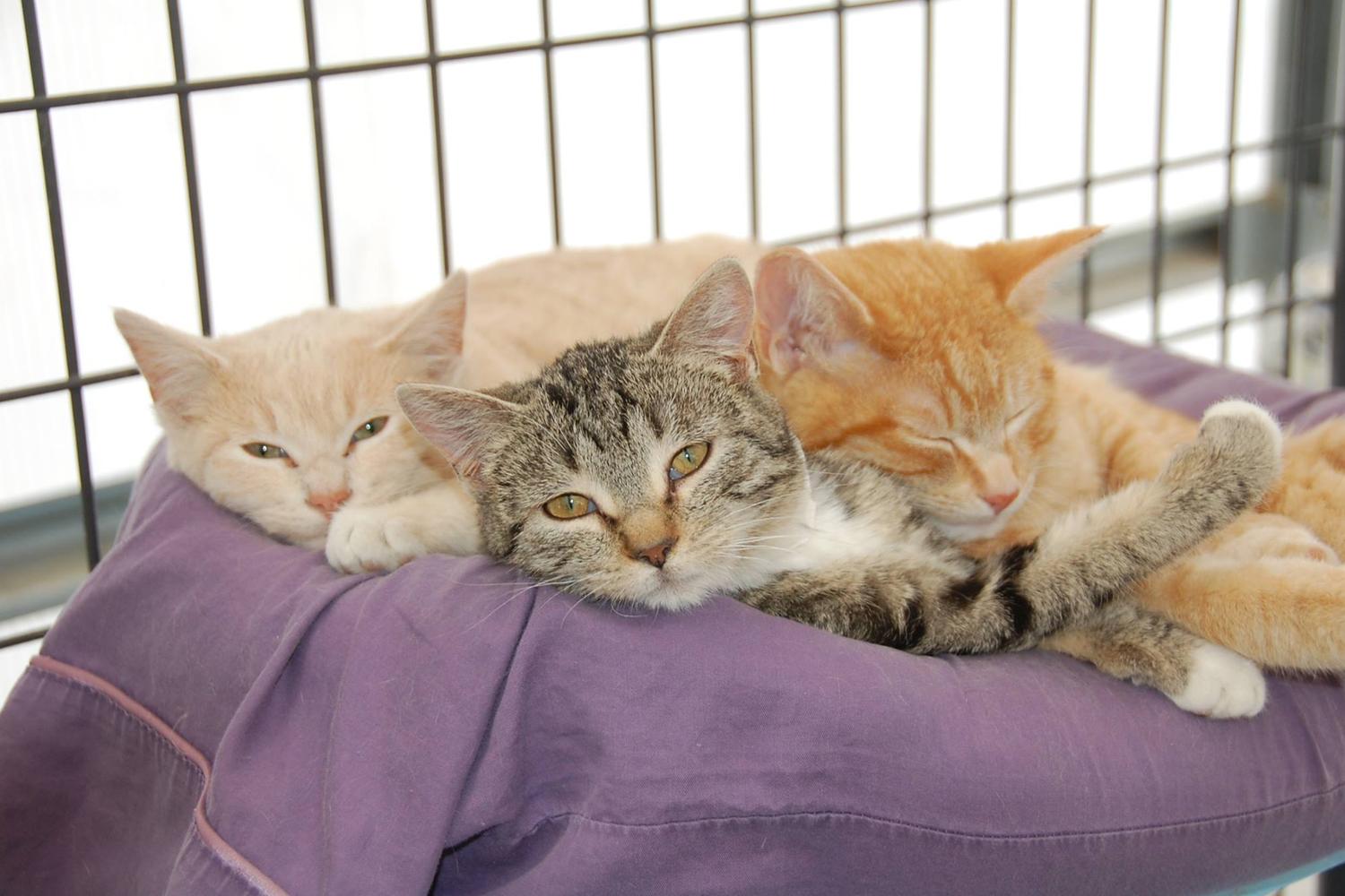 Stray Hearts Taos Animal Shelter 6