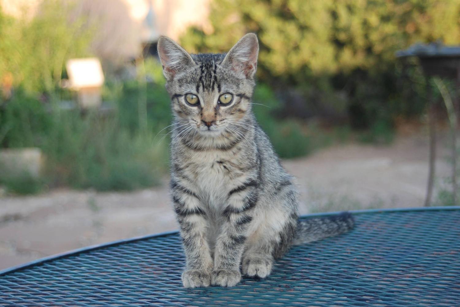 Stray Hearts Taos Animal Shelter 2