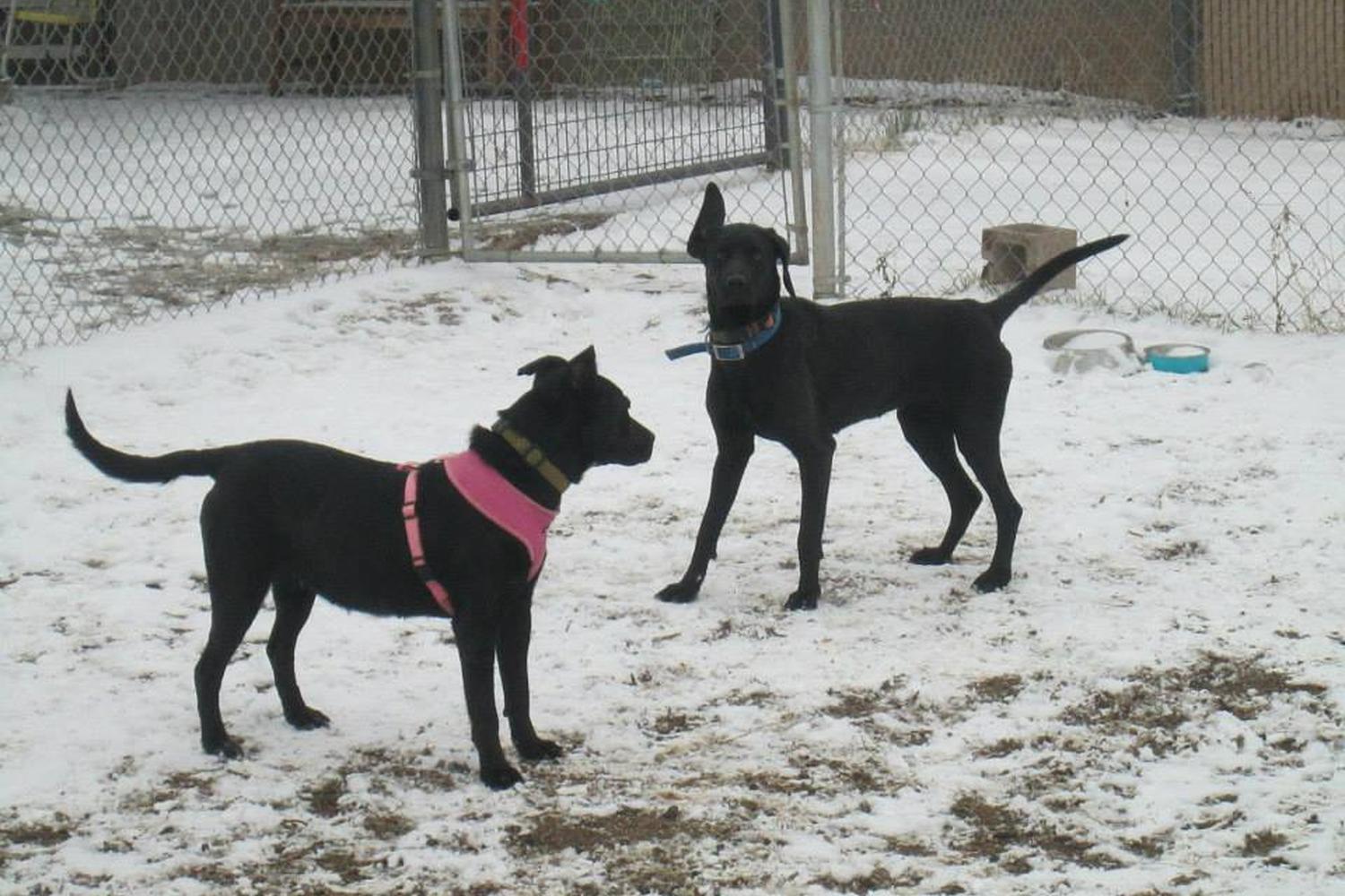 Stray Hearts Taos Animal Shelter 4