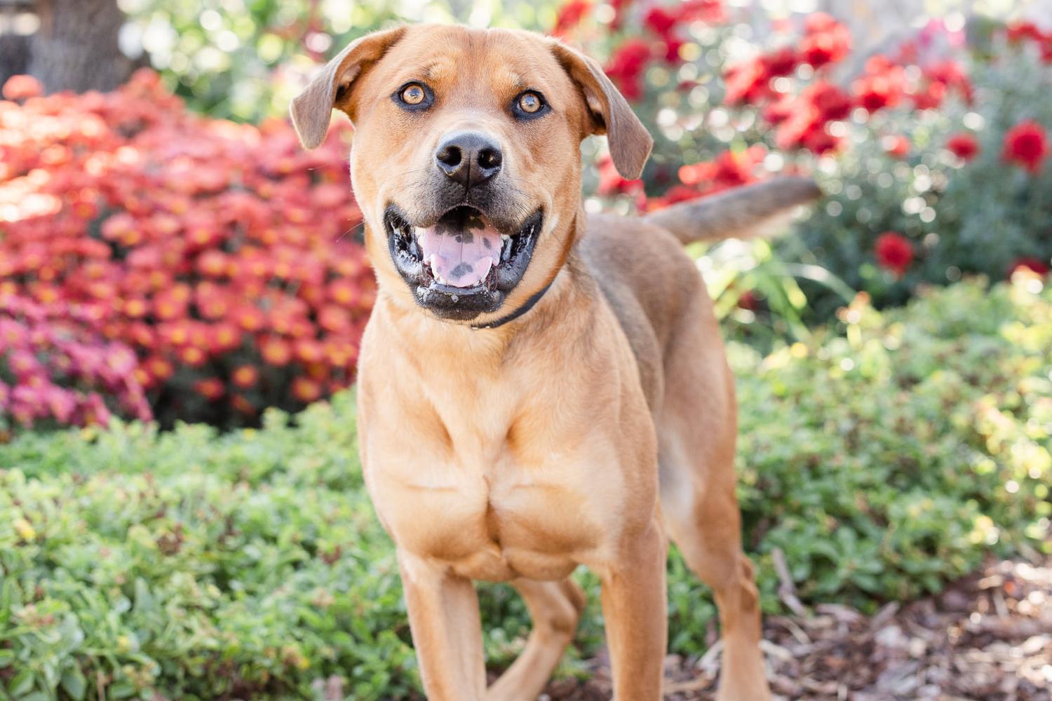 Homeward Animal Shelter 2