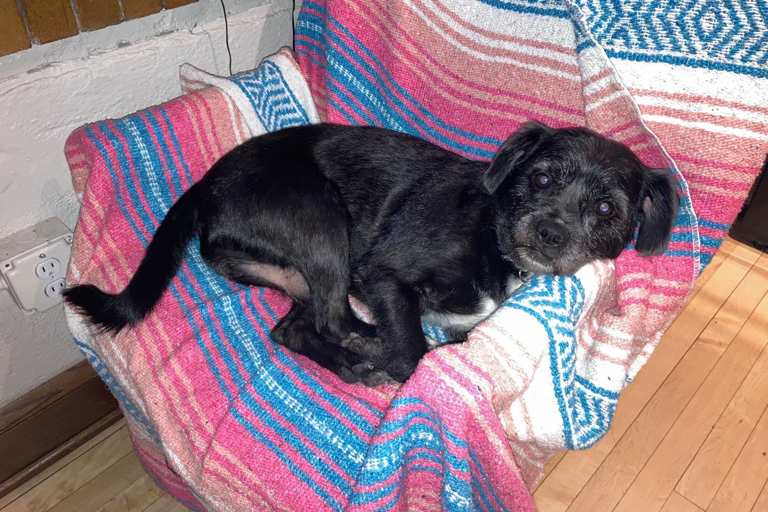 Homeward Animal Shelter 4