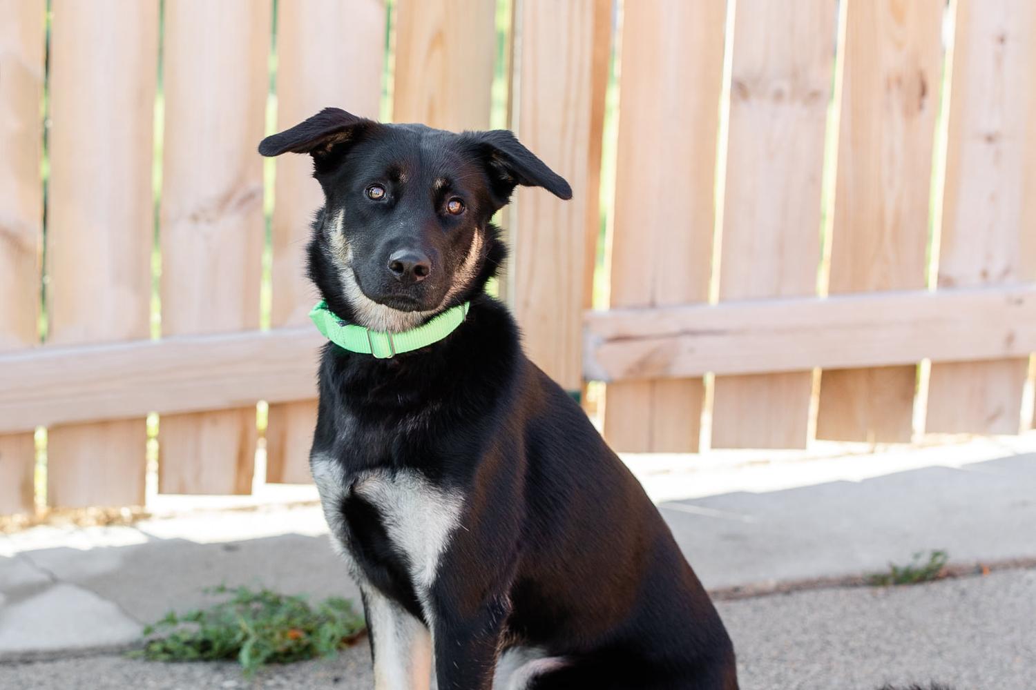 Homeward Animal Shelter 0