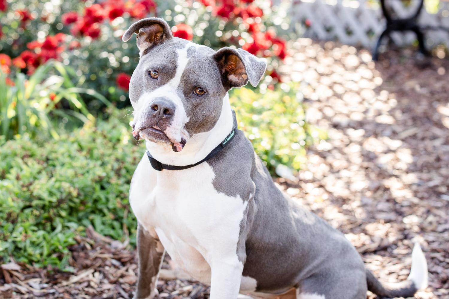 Homeward Animal Shelter 1