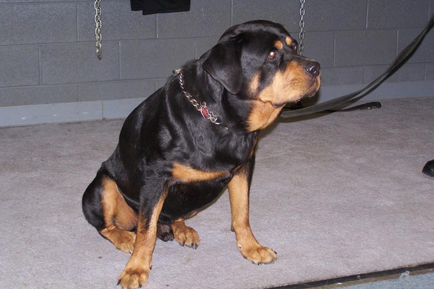 K-9 Protection Services, Inc 4