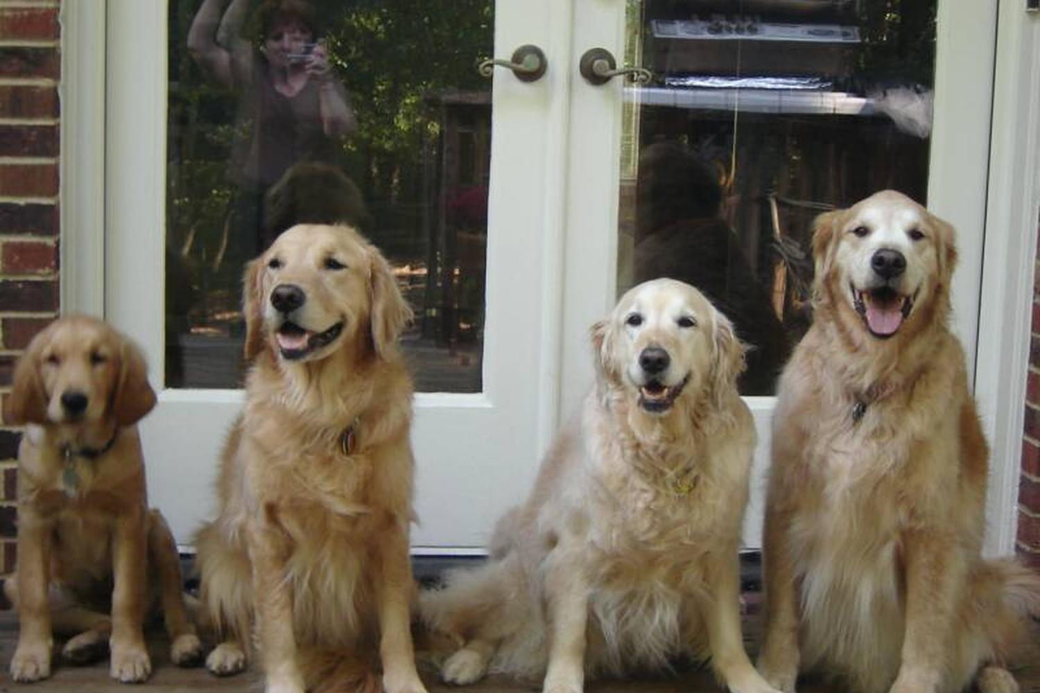 ScooperDude Pet Waste Removal Service 3