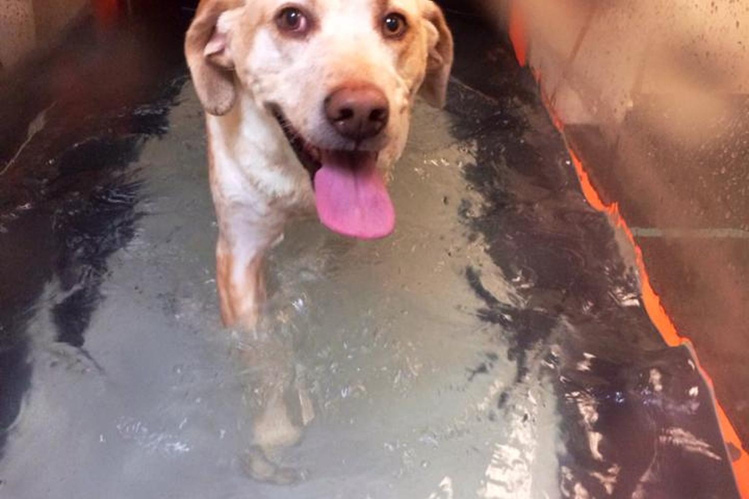 Greenbriar Veterinary Hospital & Luxury Pet Resort 5