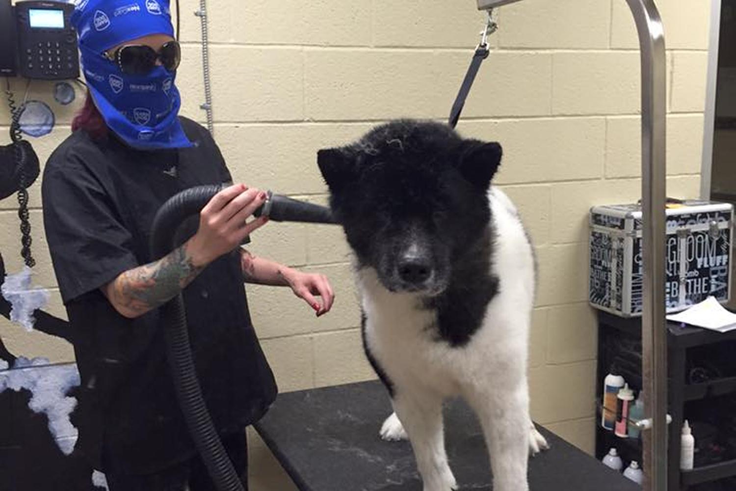 Greenbriar Veterinary Hospital & Luxury Pet Resort 3