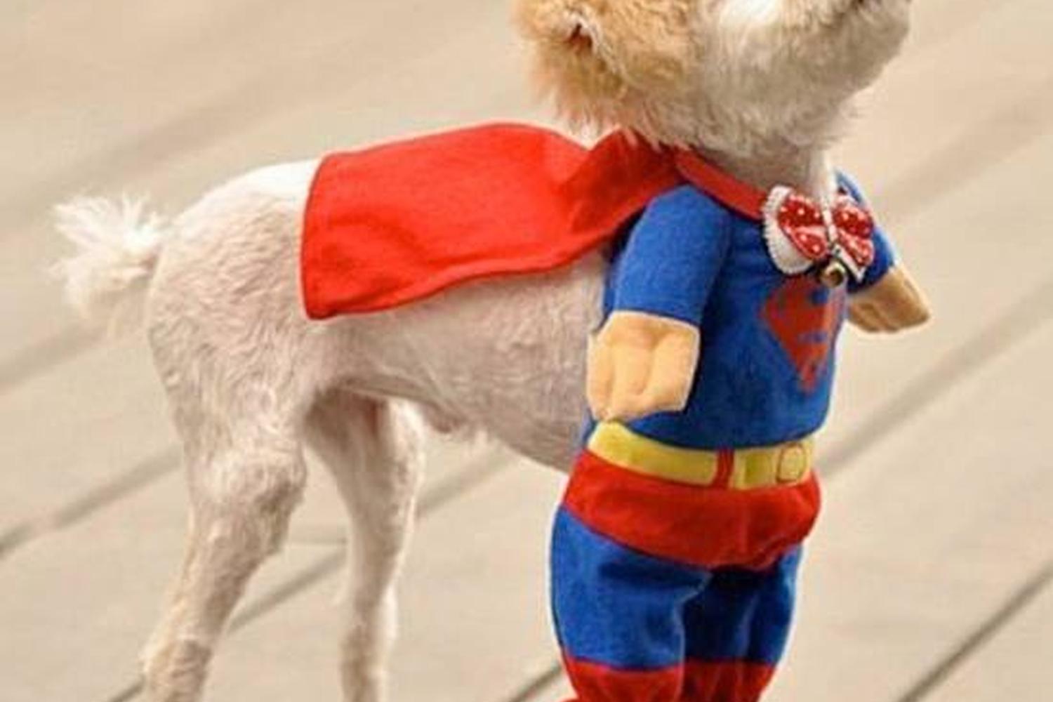 Fusion Pets 4