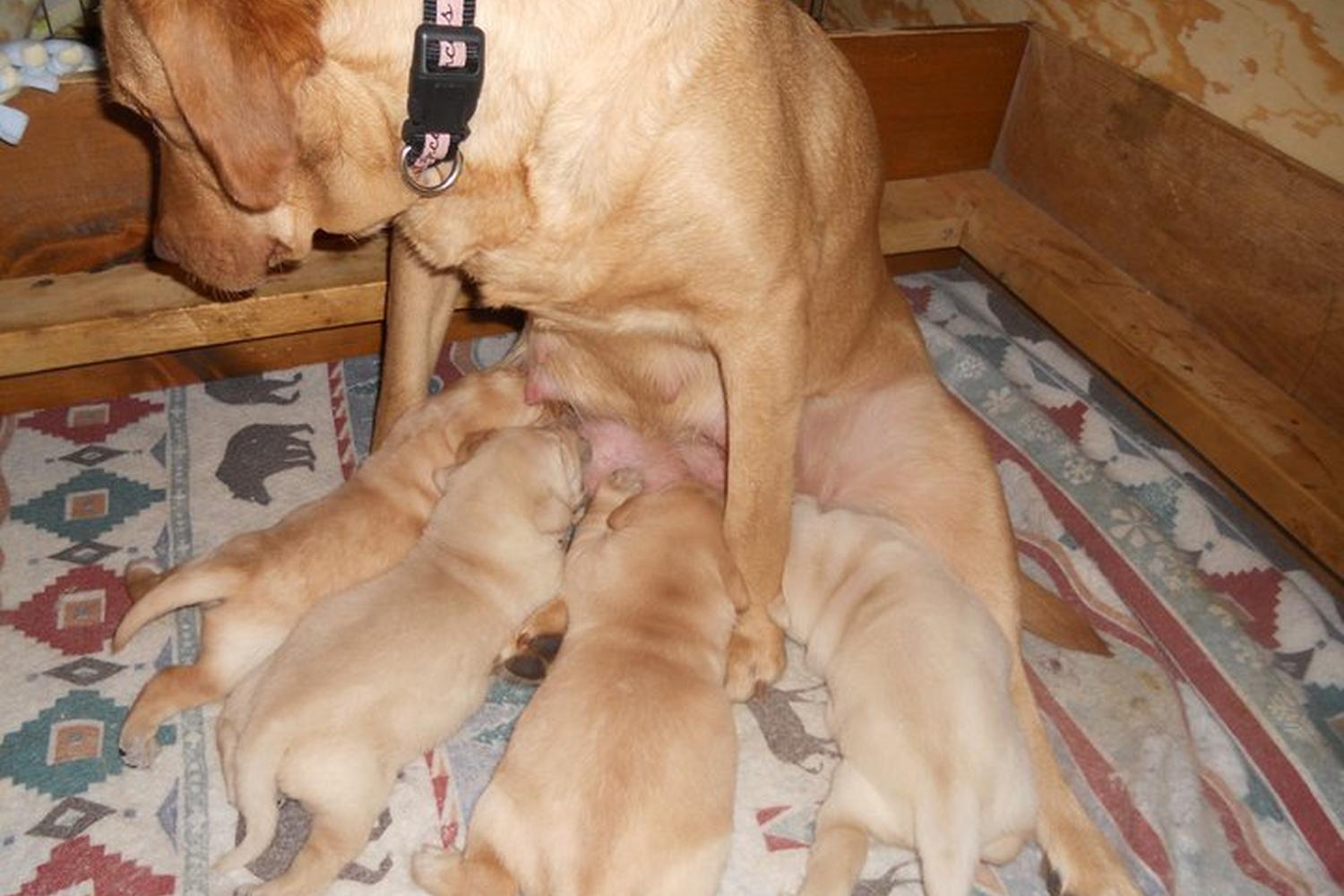 Four Star Dogs 5