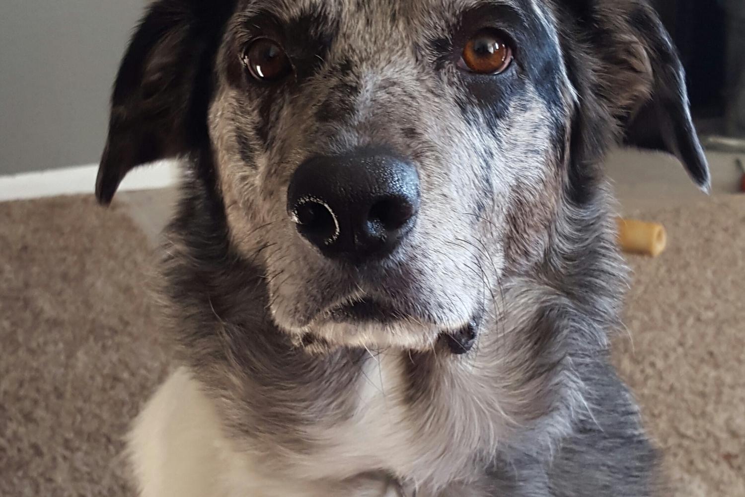 Champ's Cookies, LLC 5