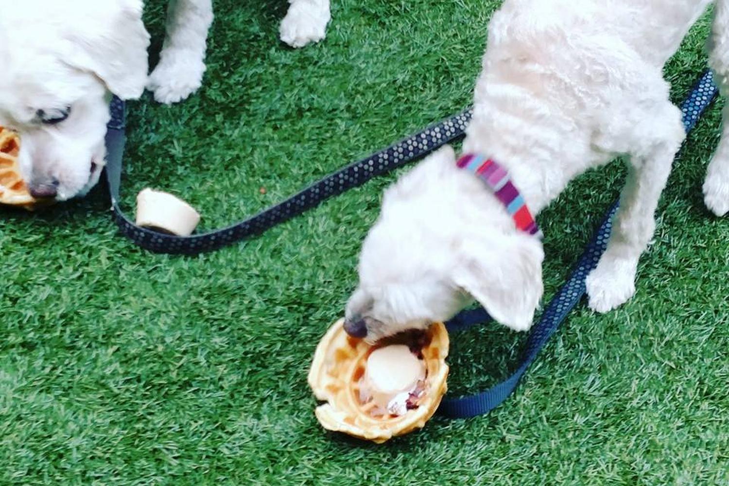 Wiggle Waggles Homemade Organic Pet Barkery Bistro 2